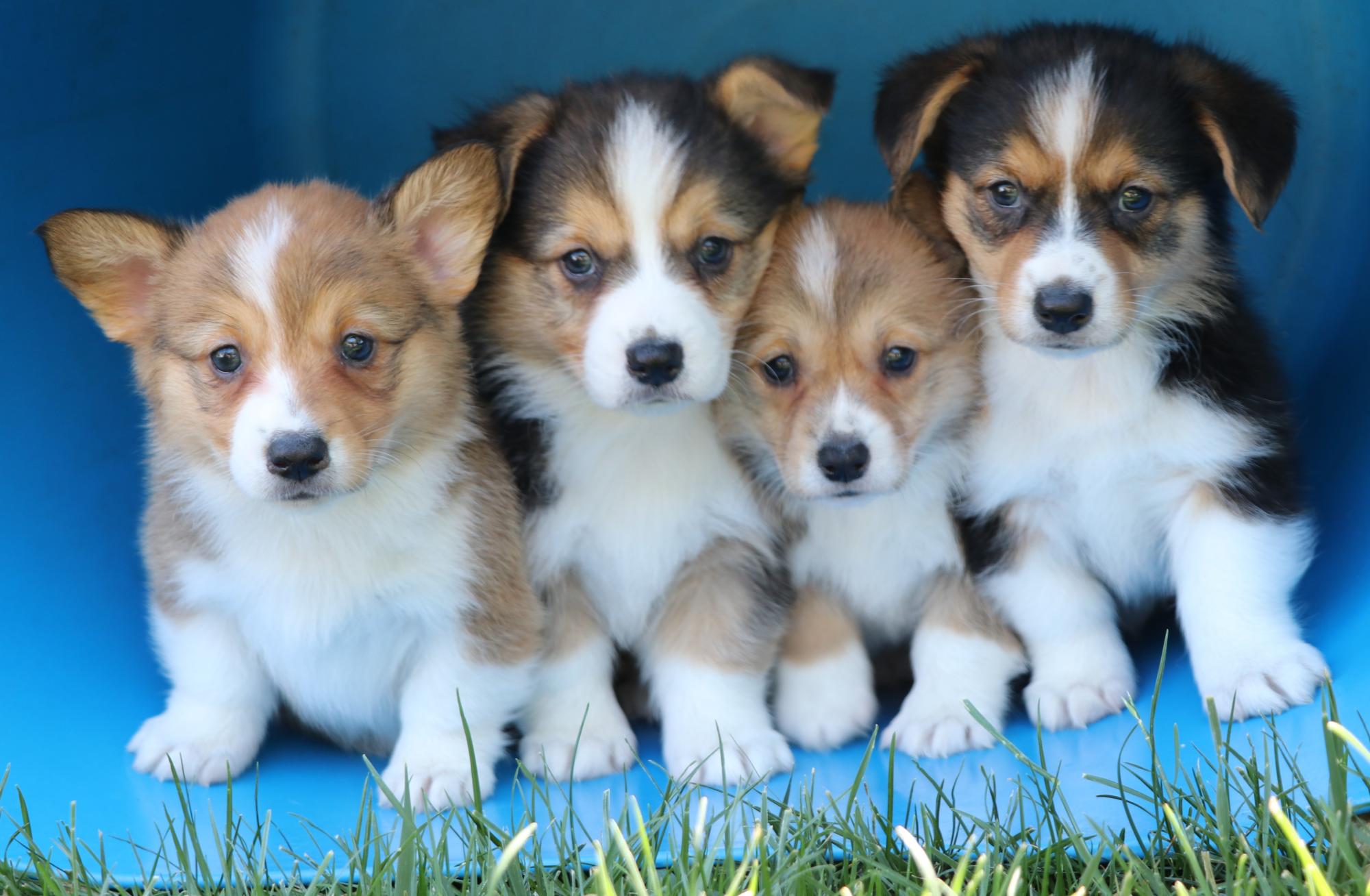 Corgi puppies